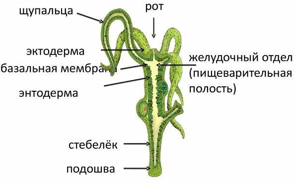 Кракен перейти